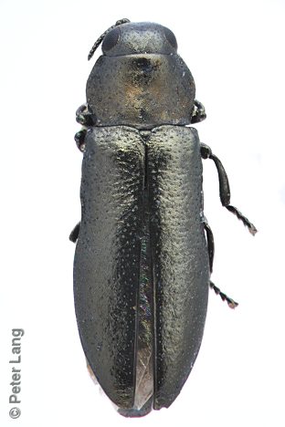Germarica blackburni, PL0378B, SL, 2.9 × 0.9 mm